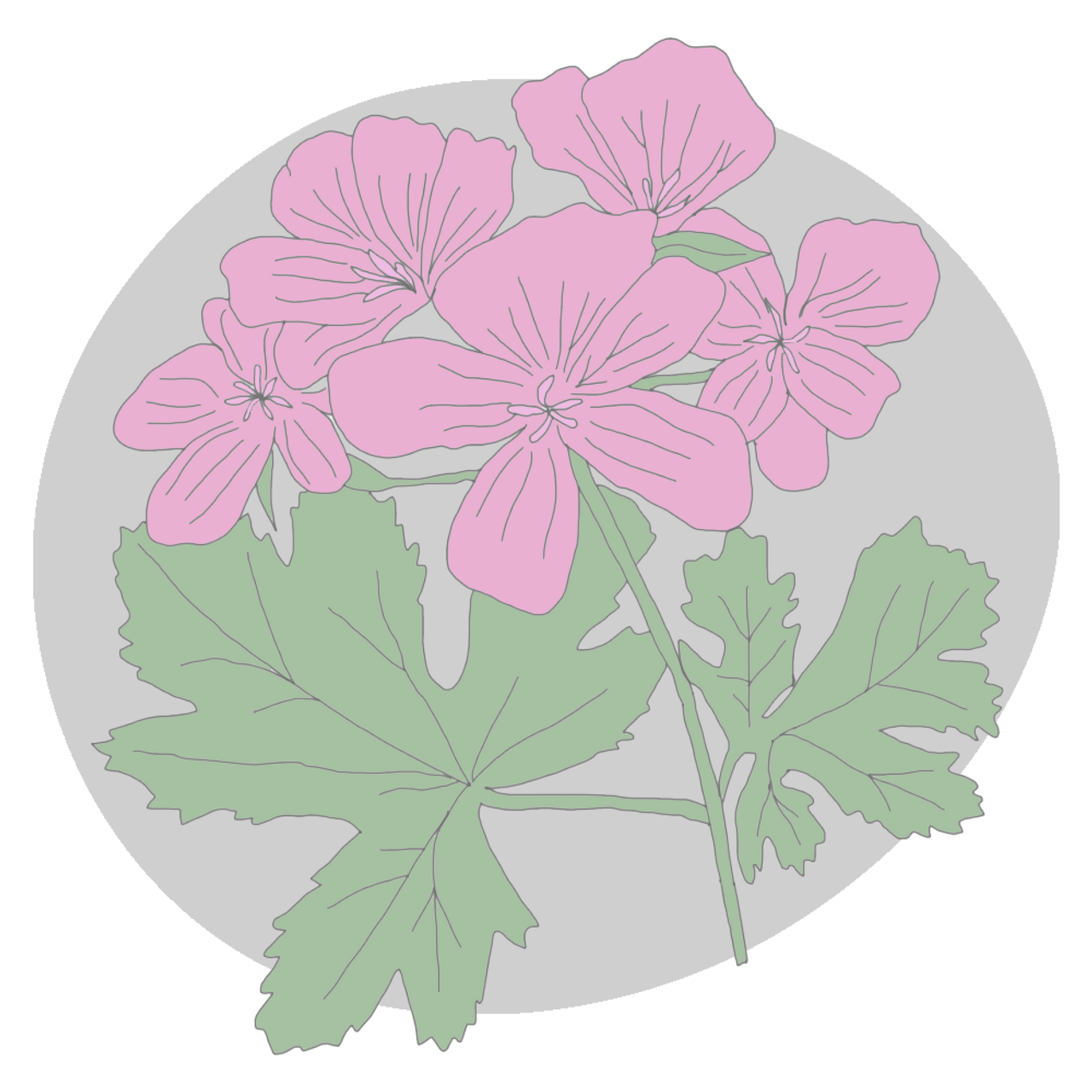 Rose Geranium